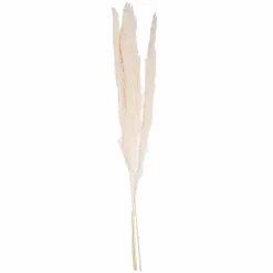 Objets Décoratifs|Stokomani Set de 3 Pampas